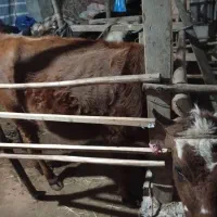 گاو جرسی۵ماه حامله|حیوانات مزرعه|سنگر, |دیوار