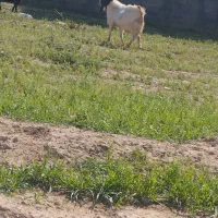 سورین درجه یک