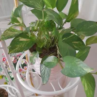 باکس گل مصنوعی نو|گل مصنوعی|ساوه, |دیوار