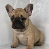 فرنچ بولداگ (فرانسوی)