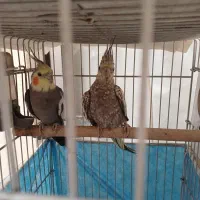 عروس هلندی نر و ماده