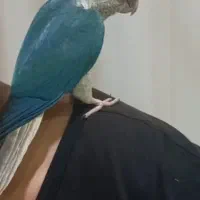 طوطی گرینچیک تراکویس نر