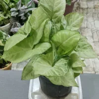 آپارتمانتو با این گلها زیباتر کن|گل و گیاه طبیعی|شاهینشهر, خبرنگار|دیوار