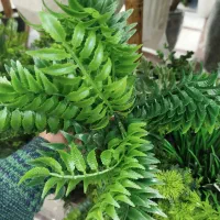 بوته برگ ، وارداتی، فلاور باکس|گل مصنوعی|تهران, میدان ولیعصر|دیوار