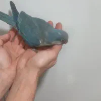 راهب آبی دونخور رام دستی گاز گرفتن بلد نیست