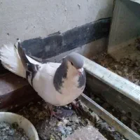 خوشرنگ سبز