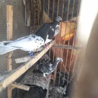 سینه سیاه وکله سیاه