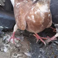 کبوتر یا کفتر ..|پرنده|نظرآباد, شهرک فرهنگیان|دیوار
