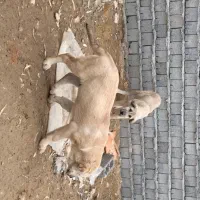 2 تا توله دزدیده شده|حیوانات|محمدبار, |دیوار