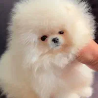 توله پامرانین