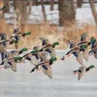 اردک کله سبز پروازی|حیوانات مزرعه|رشت, منظریه|دیوار