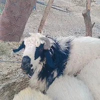 گوسفند|حیوانات مزرعه|خاش, |دیوار