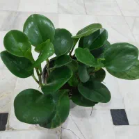 گل کالانکوئه.پپرومیا قطره باران. بلک گلد.درختچه|گل و گیاه طبیعی|قم, علی آباد سعدگان|دیوار