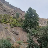 زمین-باغی