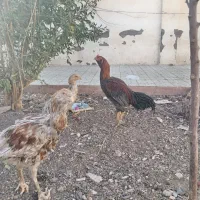 خروس لاری|حیوانات مزرعه|رشتخوار, |دیوار