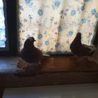 کبوتر|پرنده|زابل, |دیوار