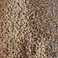 گندم بوجاری شده بزری