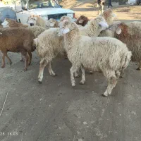 ۱۰راس بره نر دامازدق اوتاق|حیوانات مزرعه|دره رود, |دیوار