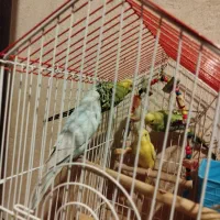 مرغ عشق|پرنده|شیراز, شهرک رضوان|دیوار