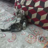 یک عدبچه گربه درمحدوده الهیه گم شده