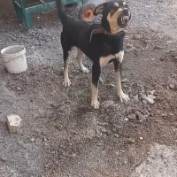 سگ نگهبان روانی نر روتوایلر و دوبرمن