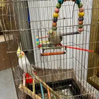 جفت عروس هلندی با لوازم فول