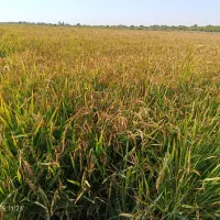 شلتوک|عمدهفروشی|شوشتر, |دیوار