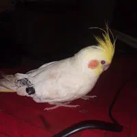 عروس هلندی گمشده