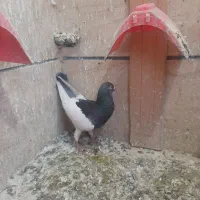 یهودی نر عالی|پرنده|فردیس, شهرک شهید حسینی|دیوار