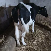 گاو هلشتاین شکم سوم شش و نیم ماه آبستن