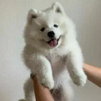 توله سگ نژاددار