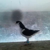 کفتر ی بوم  بدقولی دوستان دوباره اگهی شده