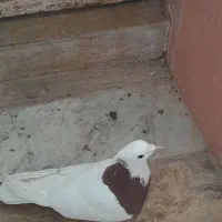 کفتر،کبوتر طوقی