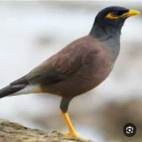 مرغ مینا سخنگو نر صدکلمه واضع وخوشگل صحبت میکنه