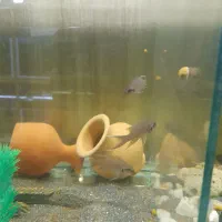 آکواریوم نمو شهرستان قوچان|ماهی|قوچان, |دیوار