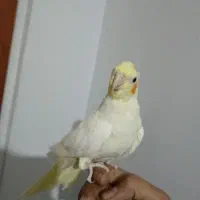 عروس هلندی|پرنده|احمدآبادمستوفی, |دیوار