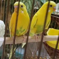 فروش پرنده|پرنده|الیگودرز, |دیوار