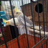 دو عدد عروس هلندی خوشگل