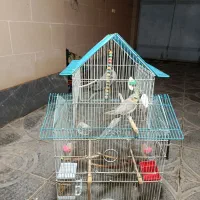 عروس هلندی