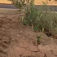 زمین-مسکونی-شهید-طالبی-احمداباد