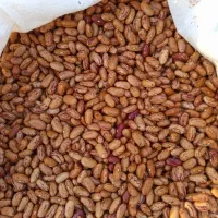 پخش خیارشور همدان لوبیا چیتی عدس و...|خوردنی و آشامیدنی|کرج, محمود آباد|دیوار