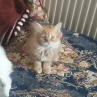 * گربه ماده *|گربه|سهند, |دیوار