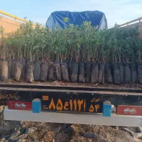 فروش نهال پسته بادامی زرندی|خدمات باغبانی و درختکاری|اصفهان, نقش جهان|دیوار