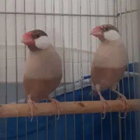 فنج نرگسی.