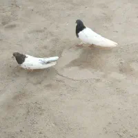 کبوتر