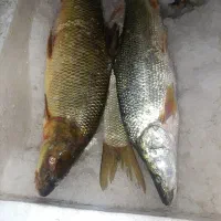 برزم وسونگ|ماهی|شادگان, |دیوار