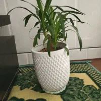 فروش گل