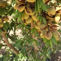 نهال بادام تونو|گل و گیاه طبیعی|یاسوج, |دیوار