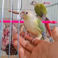 طوطی گرینچیک جفت مولدرنگ خاص معاوضه هم دارم