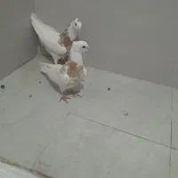 جوجه کفتر|پرنده|قم, آزادگان|دیوار